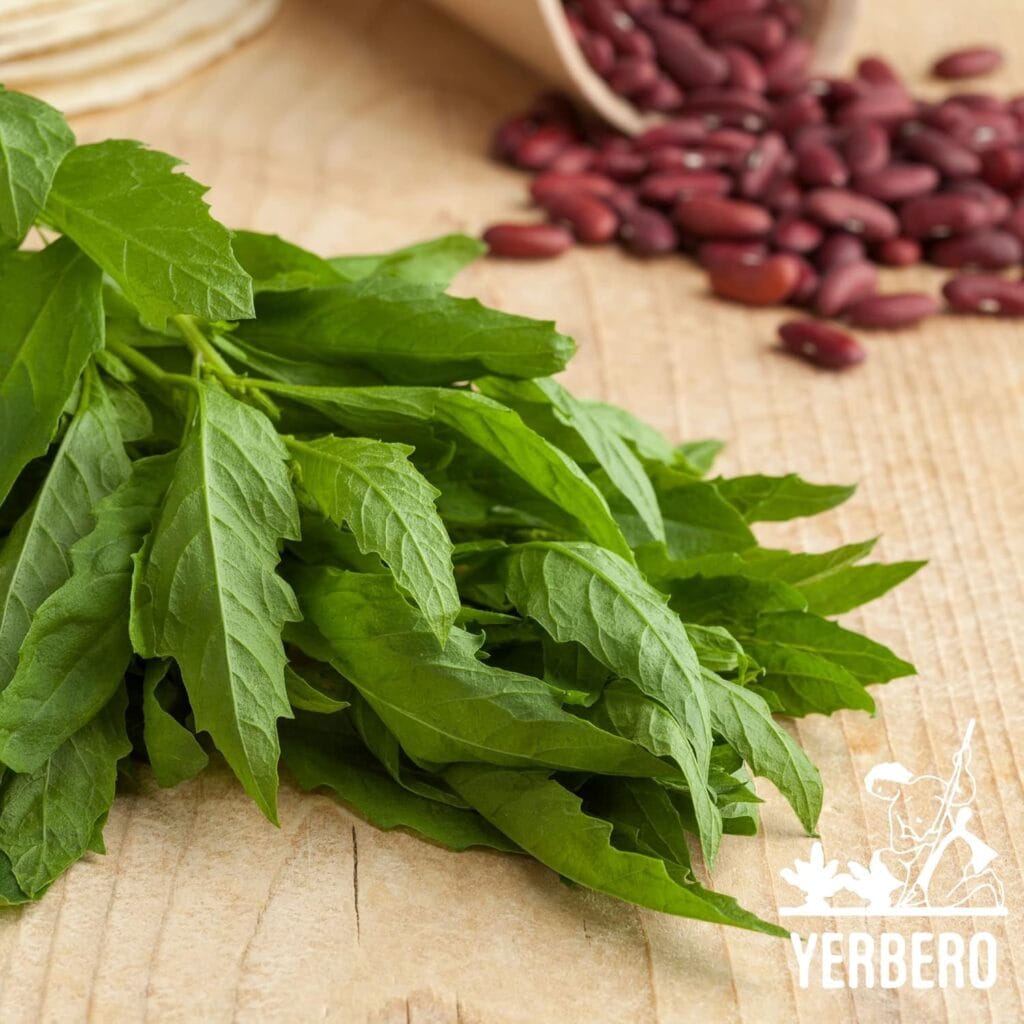 Epazote - Mexican oregano substitutes
