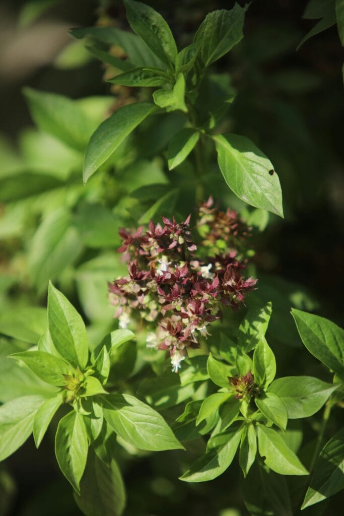 Marjoram -  Mexican oregano substitutes