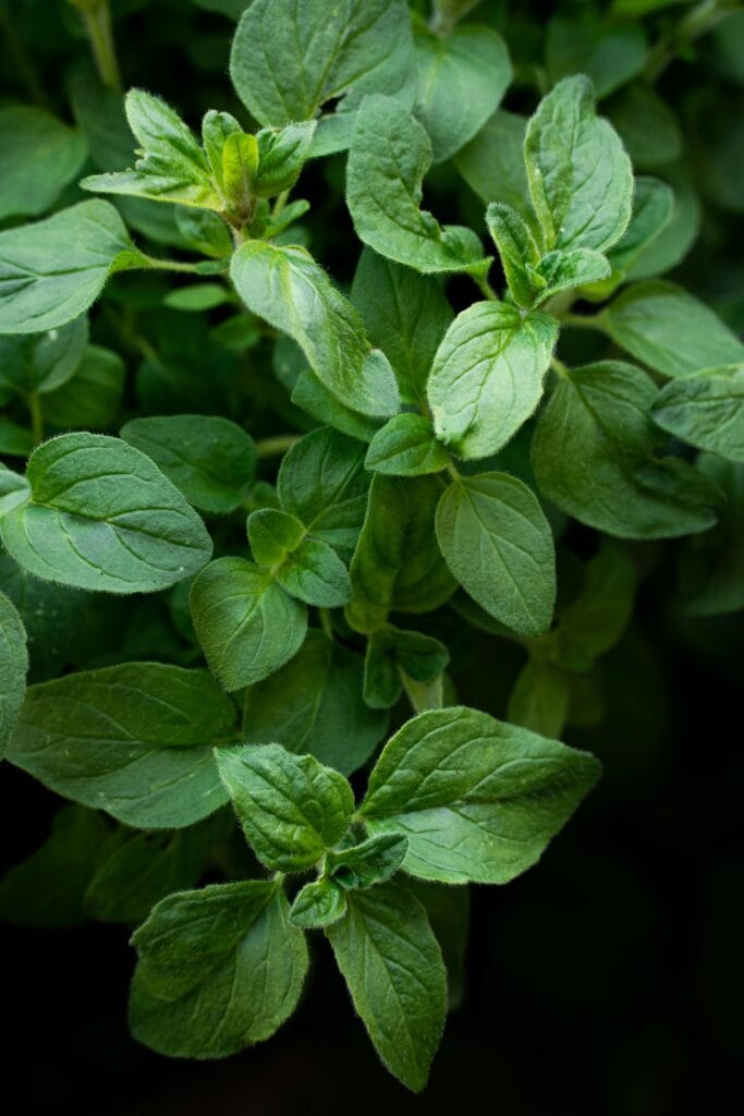 Regular Oregano - Mexican oregano substitutes