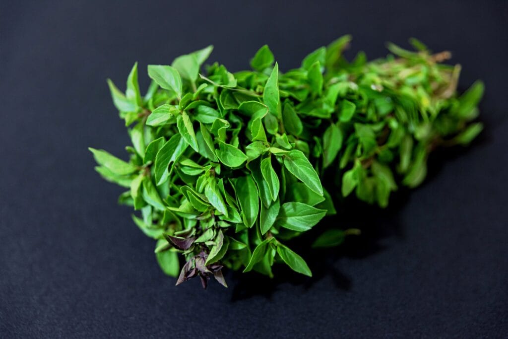 mexican oregano vs oregano
