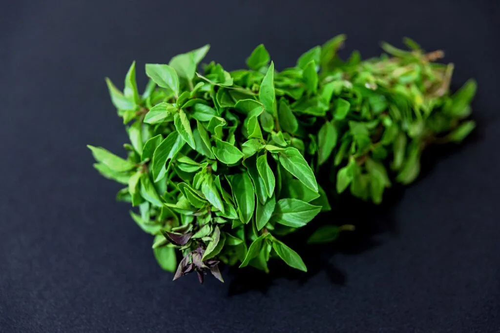 mexican oregano vs oregano