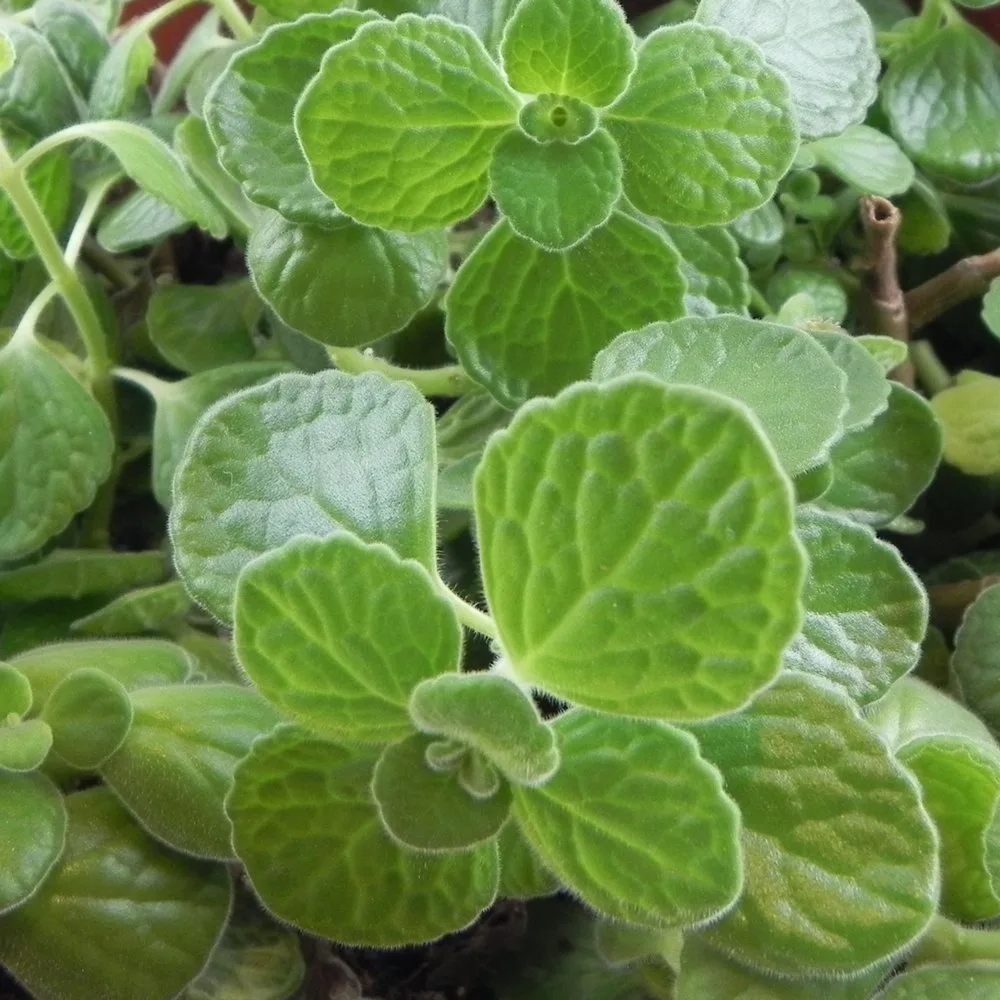 Fresh Oregano 