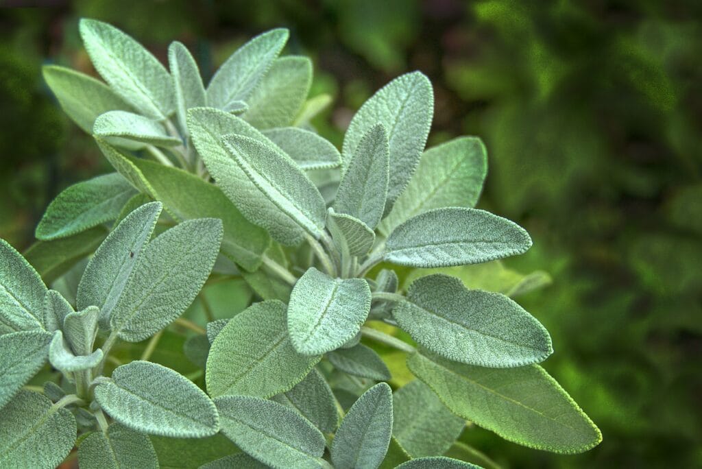 Sage - Mexican oregano substitutes