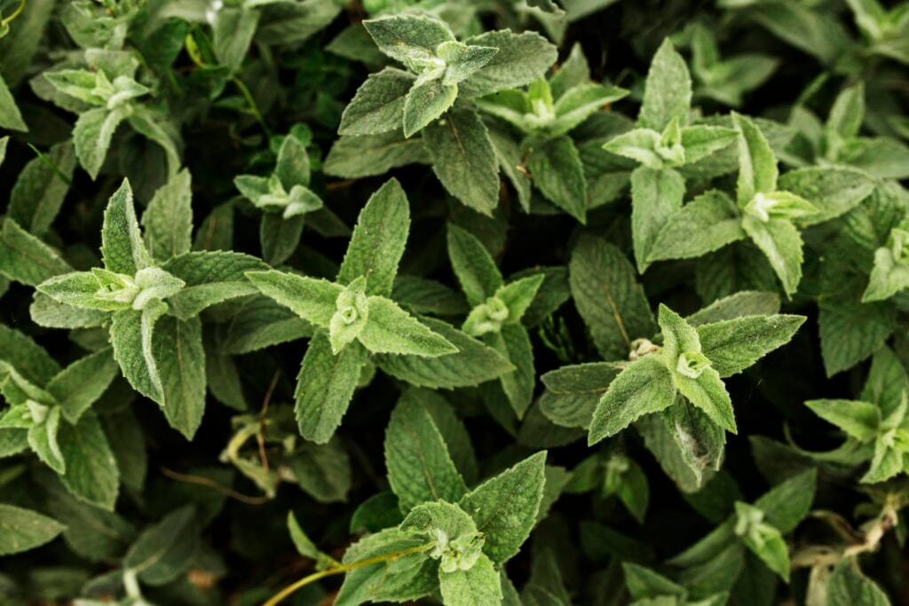 mexican oregano vs oregano
