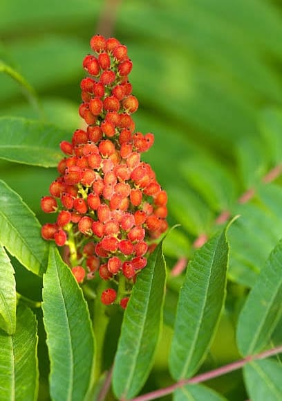 Sumac spice