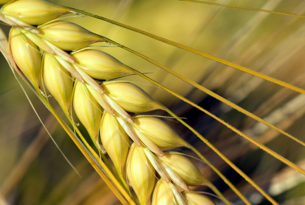 dry barley