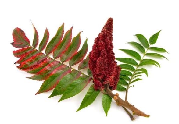 Staghorn Sumac