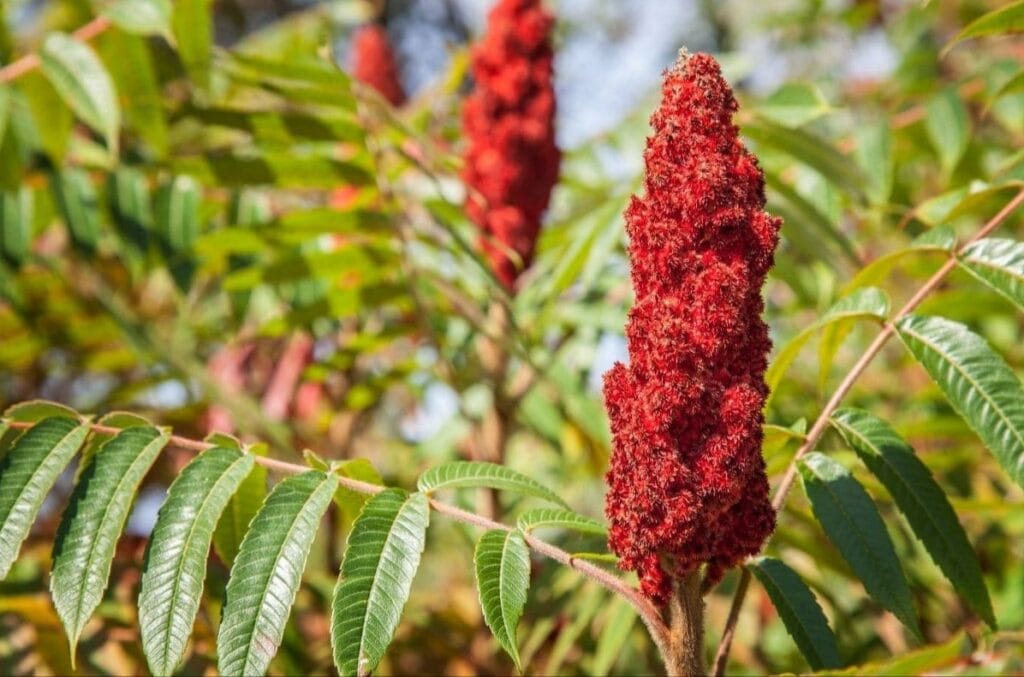 Sumac spice