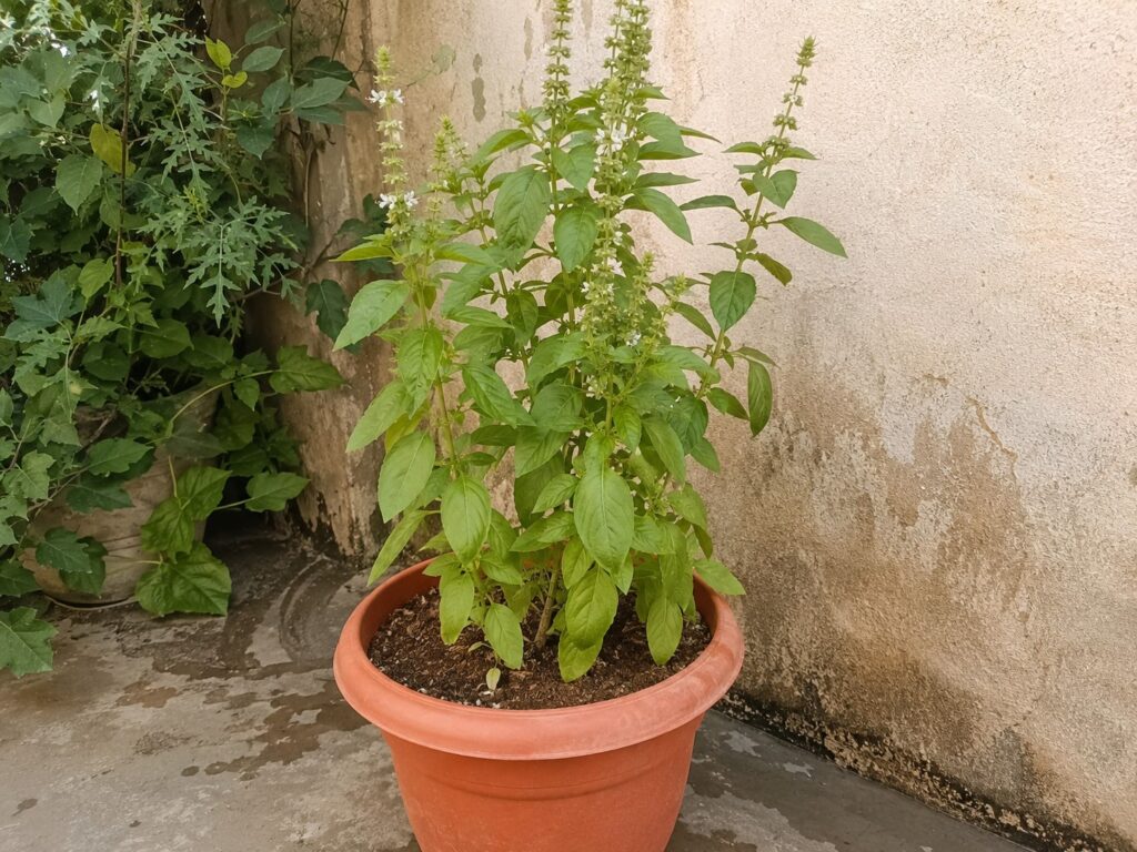 Healthy sweet basil plant growing in a terracotta pot with white flower spikes, photographed in a rustic kitchen garden beside a stone wall.
