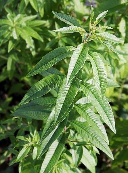 Lemon Verbena - Mexican oregano substitutes