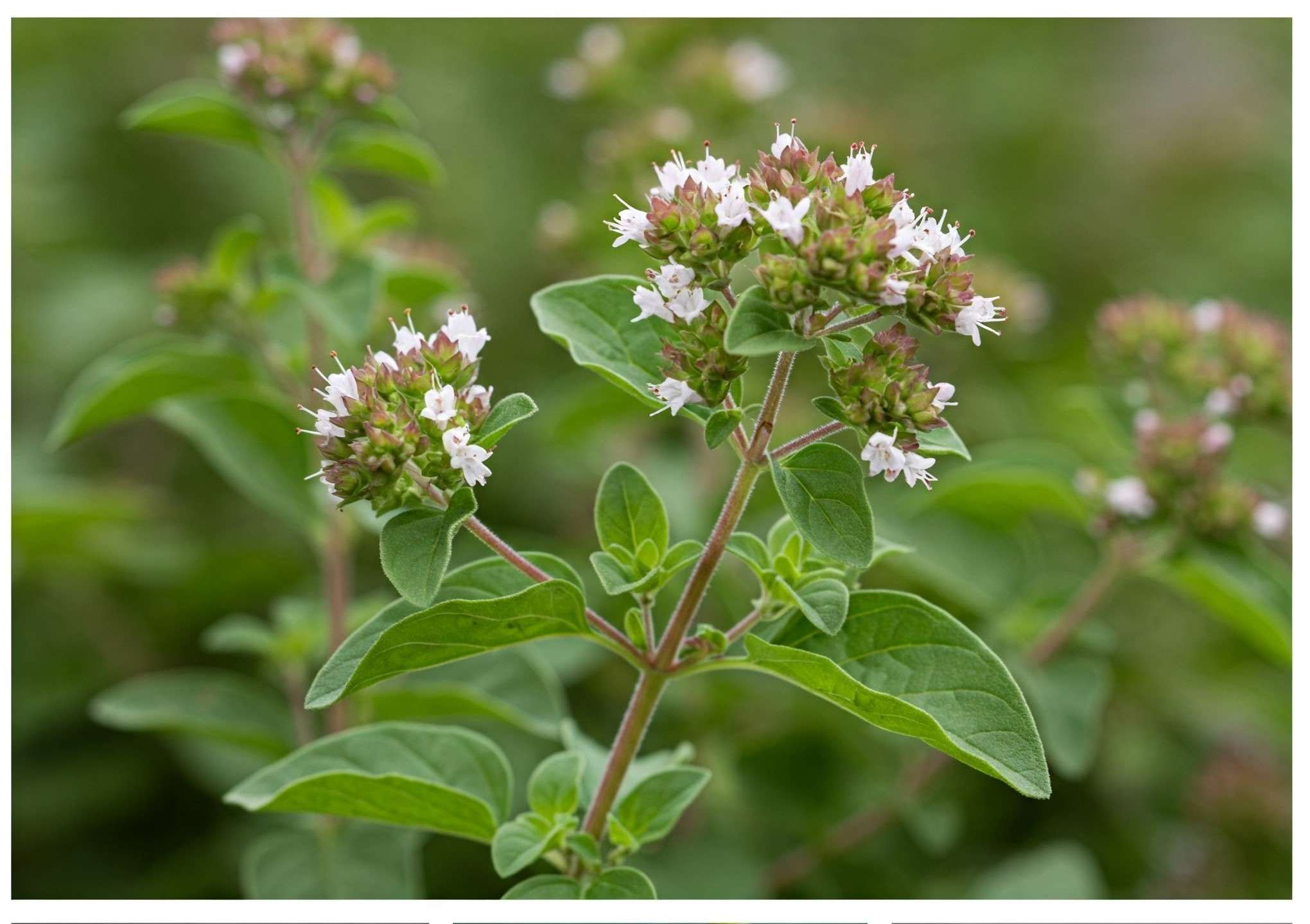 Mexican oregano