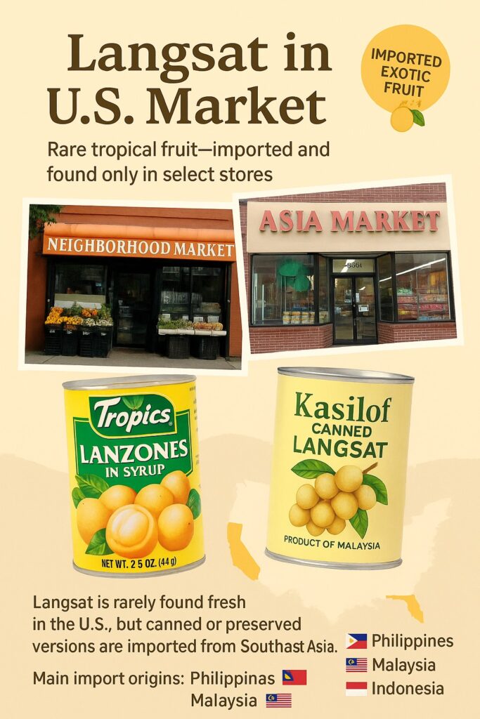 Infographic showing Langsat’s limited presence in the U.S. market, featuring storefronts of Asian grocery stores and canned Langsat (Lanzones) products imported from the Philippines, Malaysia, and Indonesia.