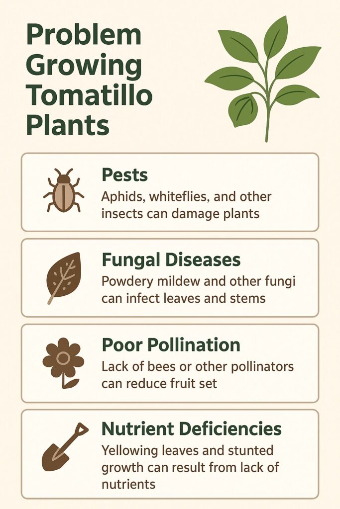 Infographic showing common tomatillo plant problems including pests, fungal diseases, poor pollination, and nutrient deficiencies, with icons and simple growing tips.