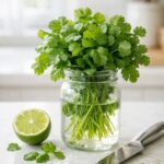 Fresh cilantro stored in a mason jar with water on a kitchen counter to keep it fresh longer