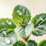 Close-up of Origanum vulgare hirtum leaves showing glandular trichomes rich in carvacrol