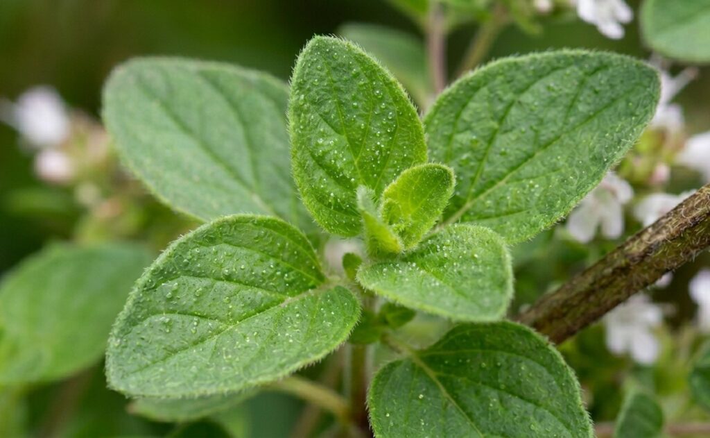Close-up of Origanum vulgare hirtum leaves showing glandular trichomes rich in carvacrol essential oil