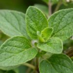 Close-up of Origanum vulgare hirtum leaves showing glandular trichomes rich in carvacrol essential oil