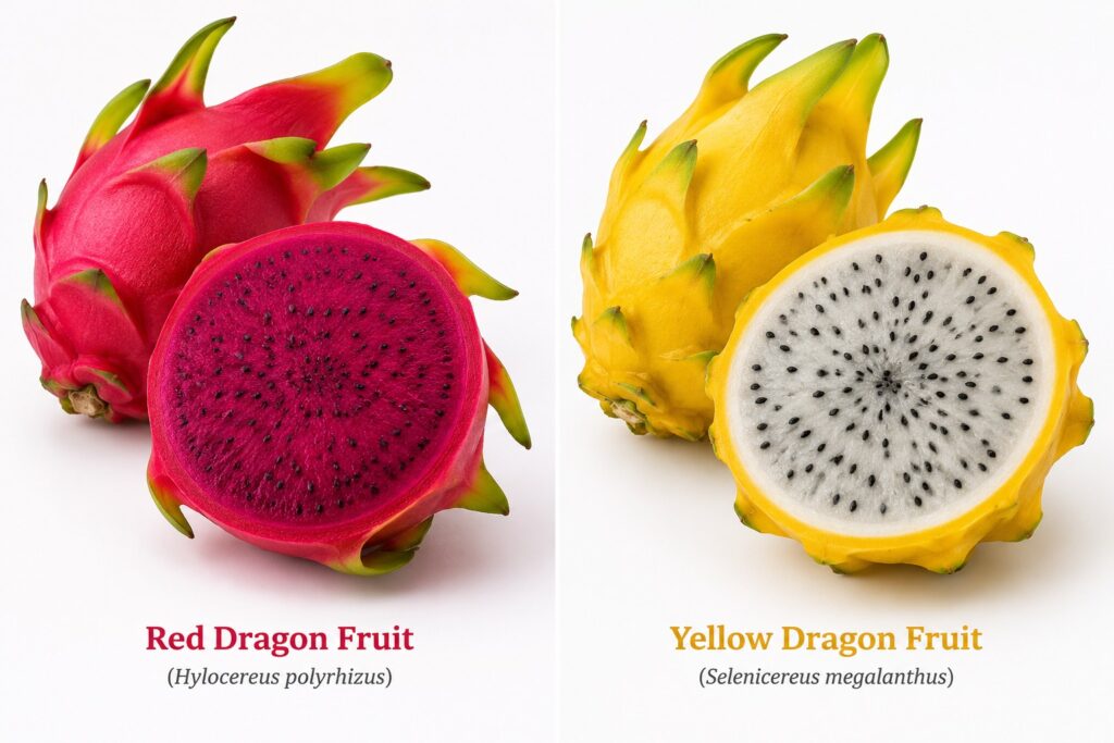 Split comparison of red dragon fruit and yellow dragon fruit cut in half, displaying vibrant magenta flesh and white flesh with black seeds on a clean white background.