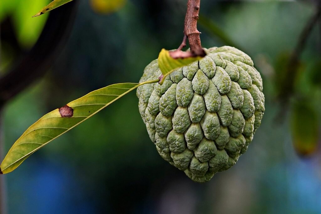 fruit, fresh, organic, healthy, custard apple, sugar apple, custard apple, custard apple, custard apple, custard apple, custard apple