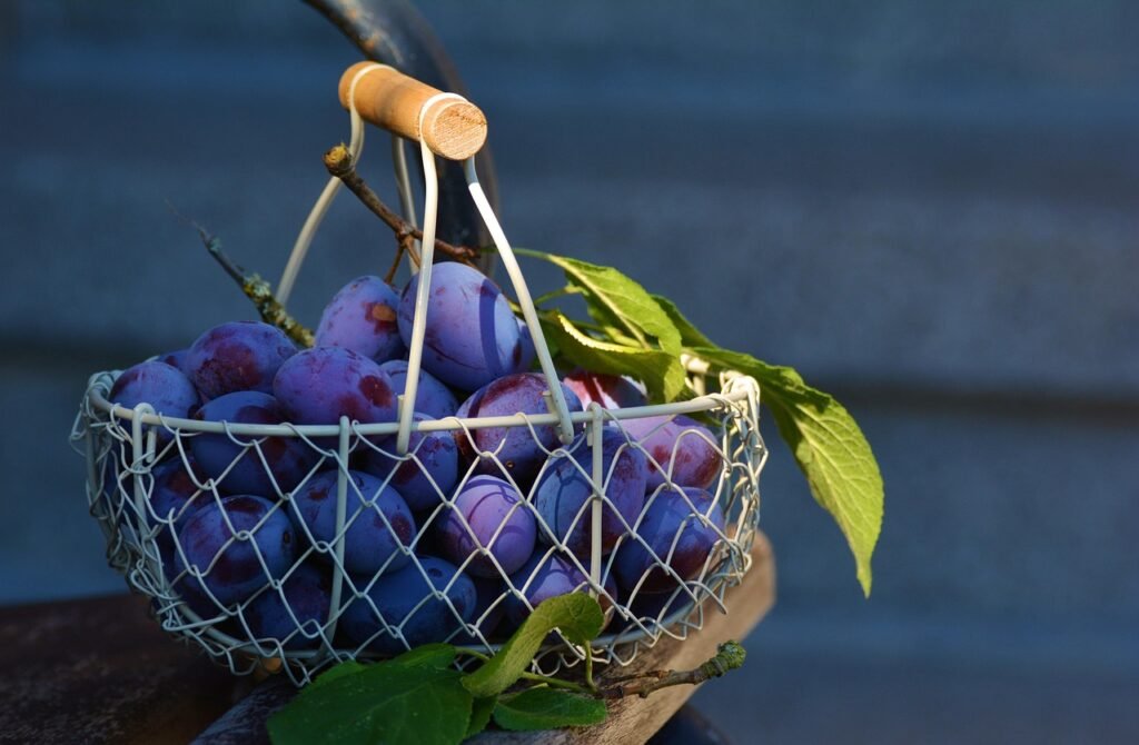 plums, fruits, basket, fruit basket, harvest, produce, food, edible, tasty, organic, natural, plums, plums, plums, fruits, fruits, fruits, fruits, fruits, fruit basket, fruit basket