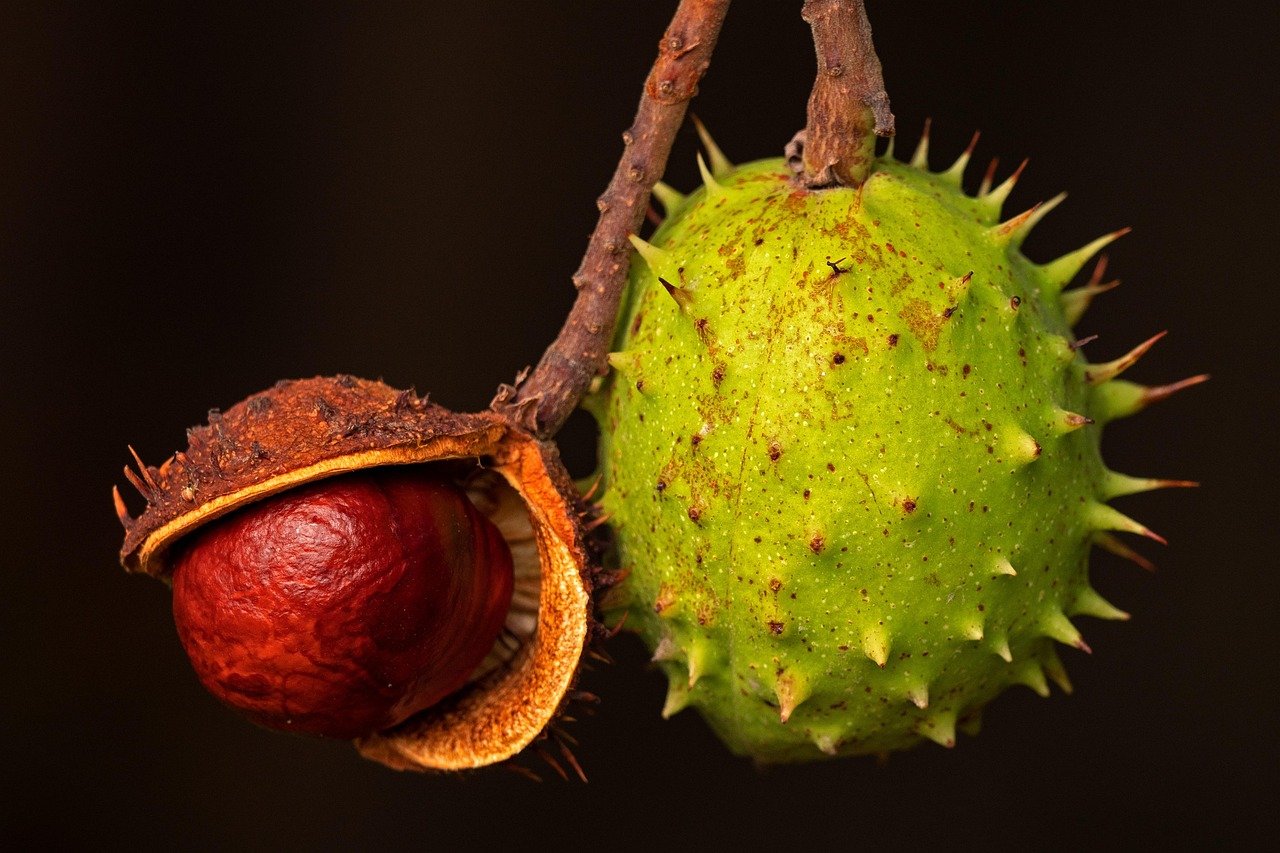 chestnut, buckeye, nut, chestnut fruit, autumn fruit, prickly, chestnut, chestnut, chestnut, chestnut, chestnut, nut