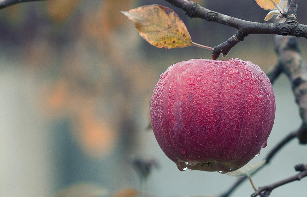 apple, water droplets, fruit, moist, dew, dewdrops, red apple, fresh, fresh apple, ripe, ripe apple, produce, harvest, organic, healthy, nature, agriculture, orchard, close up, apple, apple, apple, apple, apple, fruit